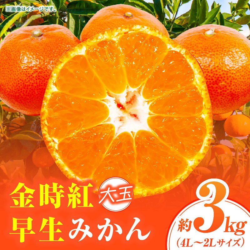 【ふるさと納税】【先行受付】小原紅早生みかん(大玉)「金時紅」約3kg【香川県共通返礼品】 | 甘い みかん ミカン 柑橘 柑橘系 果物 フルーツ 青果 デザート グルメ おすすめ 贈答 贈り物 ギフト プレゼント 特産品 特産 取り寄せ ふるさと 果汁 人気 香川県 三木町