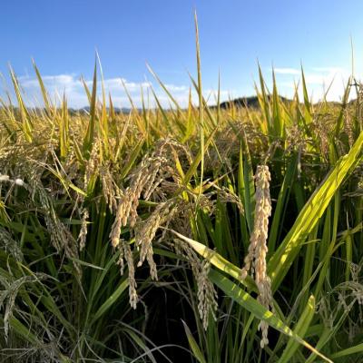 ふるさと納税 南あわじ市 淡路島産きぬむすめ　白米30kg |  | 01
