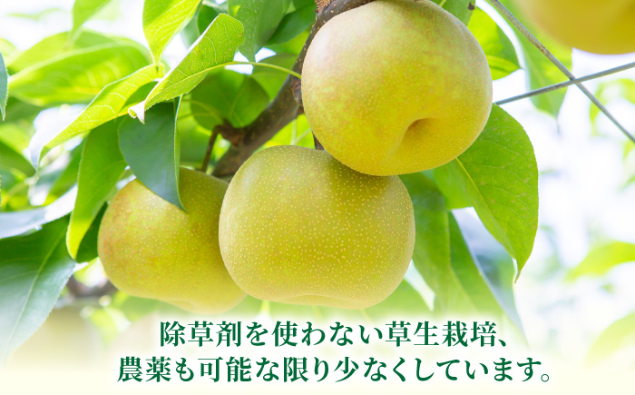 幸水梨 6～10玉 （約3kg）