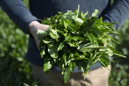 有機ＪＡＳ認証大分県第１号！髙橋製茶の有機緑茶詰め合せ（１６０ｇ×２個）