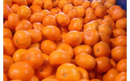 【農家直送】こだわりの有田みかん 約10kg  大玉3L以上 サイズ混合 有機質肥料100% ※2022年12月初旬～1月中旬に順次発送(お届け日指定不可) 【nuk140f】