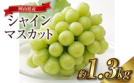 シャインマスカット 2～3房（合計約1.3kg）果物 ぶどう フルーツ デザート スイーツ 高糖度 甘い 種なし 大粒 人気 皮ごと【2027年8月下旬～9月下旬発送予定】