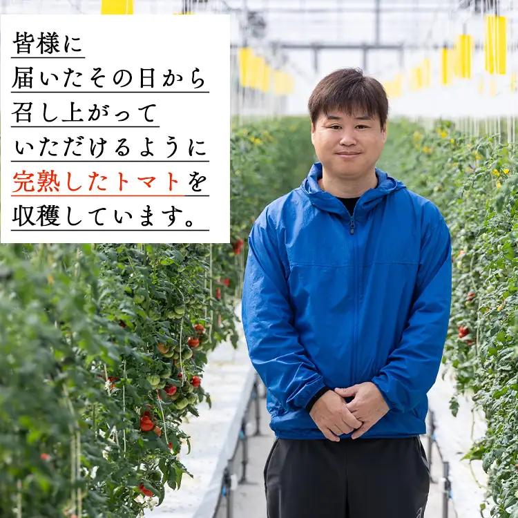 トマト フルーツトマト 12パック(150g×12) 高糖度〈2026年12月以降順次配送〉 個包装 kr-0084