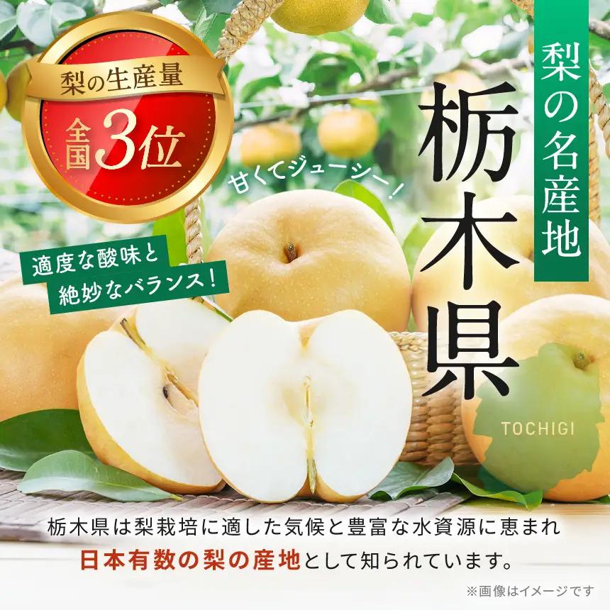 【2026年先行予約】梨 あきづき 約3kg | 秋月 栃木県共通返礼品 栃木県 那珂川町