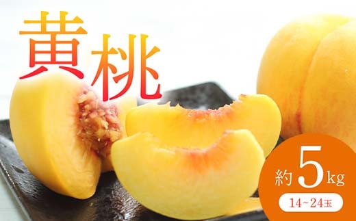 《先行予約 2025年度発送》 黄桃 約5kg  もも モモ 桃 デザート フルーツ 果物 くだもの 果実 食品 山形県 FSY-0705