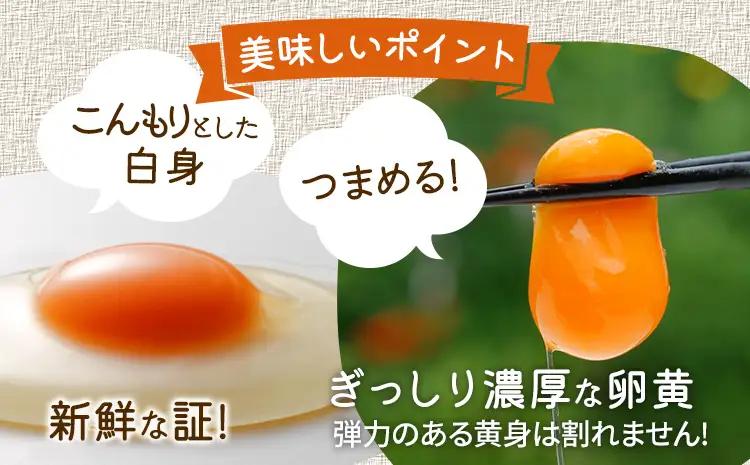 卵  青柳たまご 20個  卵 