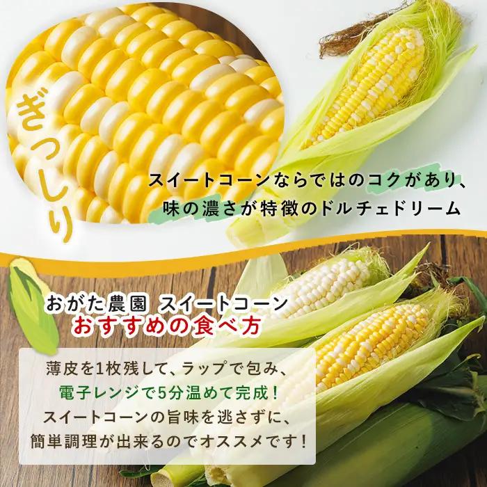 【2026年発送】【数量限定】スイートコーン 8本 ドルチェドリーム 2026年7月下旬以降発送予定 とうもろこし コーン 北海道 【おがた農園】A7060
