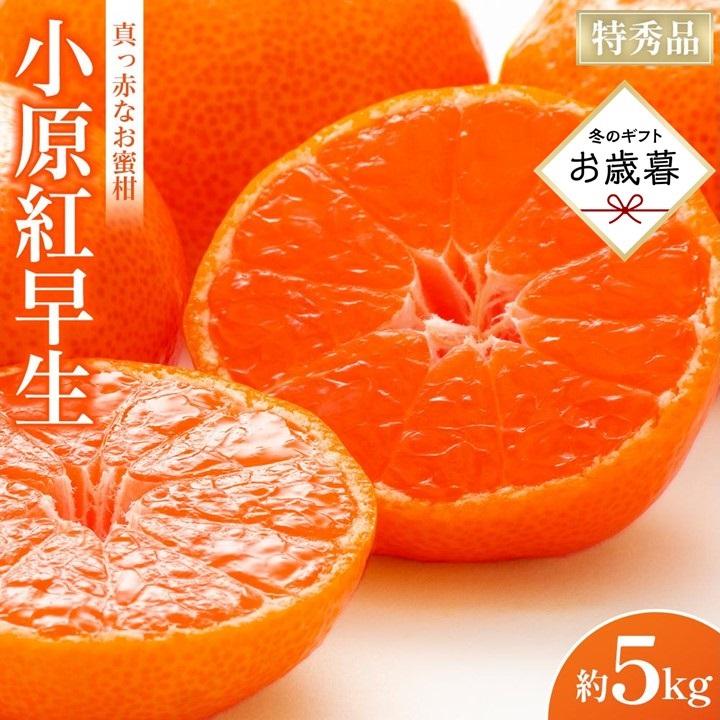 【ふるさと納税】【お歳暮ギフト】特秀品！真っ赤なお蜜柑「小原紅早生」約5kg【12月1日～12月31日の間順次発送】 | フルーツ 果物 くだもの 食品 人気 おすすめ 送料無料