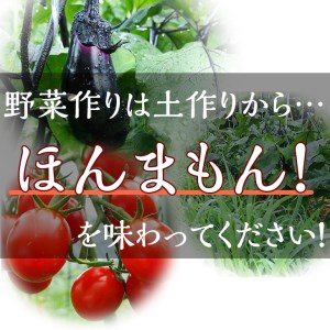  《アスカ有機農園》旬の京野菜セットS 野菜 野菜詰め合わせ 野菜セット 厳選野菜 旬野菜 京都府野菜 京都産野菜 亀岡市野菜 亀岡産野菜 京丹波野菜 京野菜