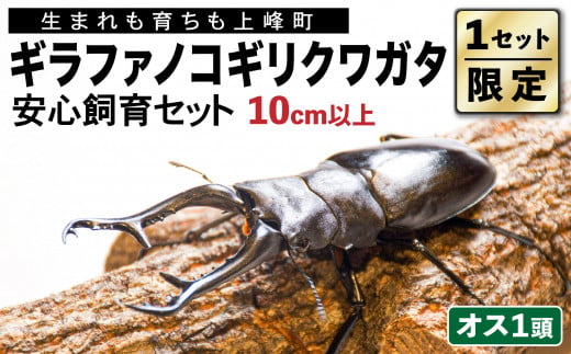 
                  【1セット限定！】完璧育成！「ギラファノコギリクワガタ」 G-202
                