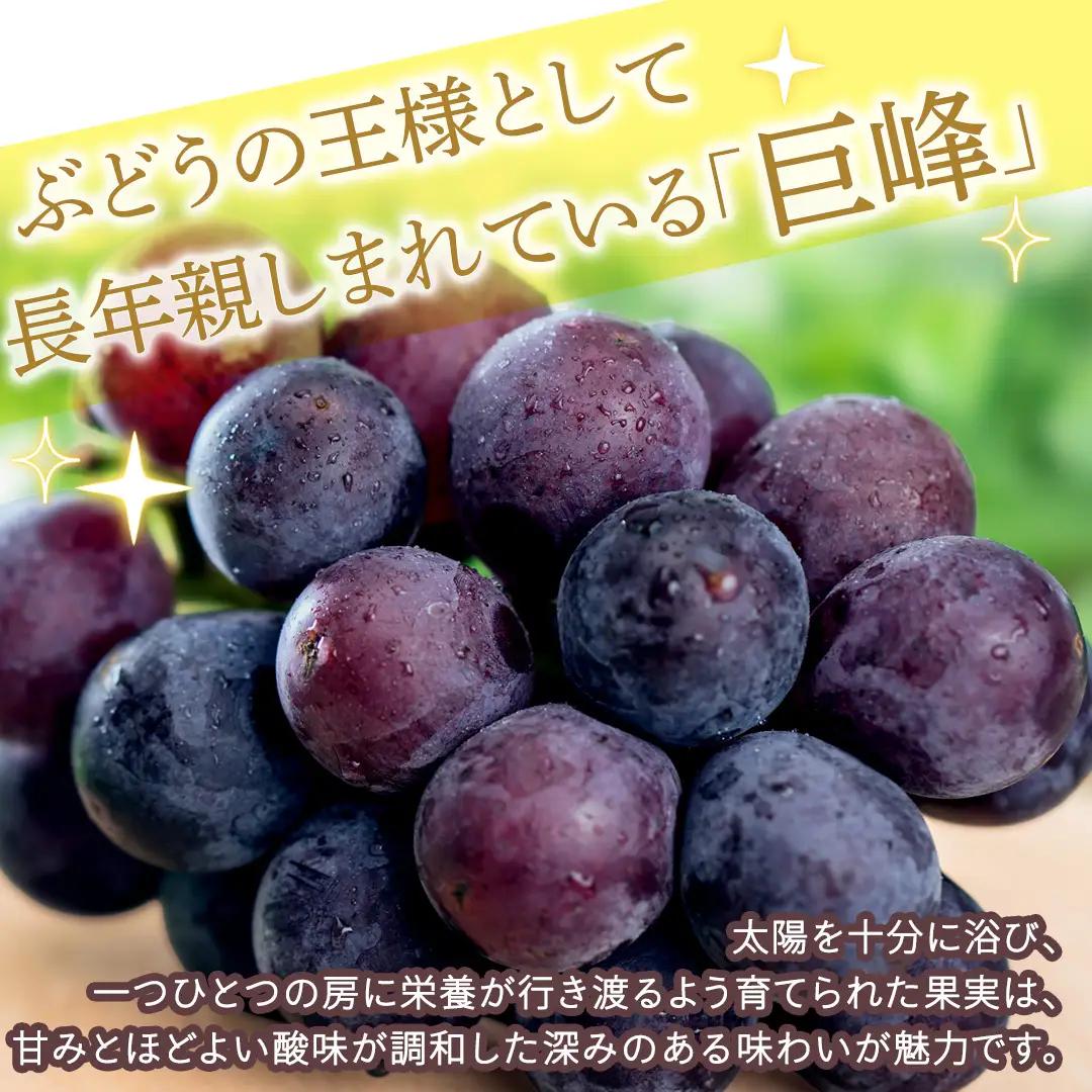 巨峰 約5kg(約8～12房)【2026年7月より発送開始】（茨城県共通返礼品 [ぶどう]：結城市産） │ ぶどう 果物 フルーツ デザート 茨城県 ギフト 高級 旬