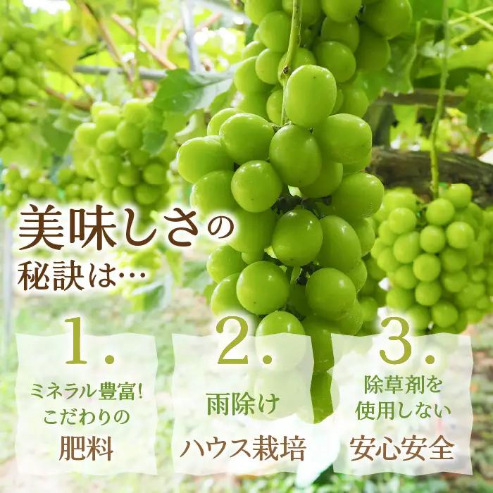 【2026年発送★先行予約】厳選！ 山梨県笛吹市産 シャインマスカット含む３色セット 約1.8kg 156-007-26y