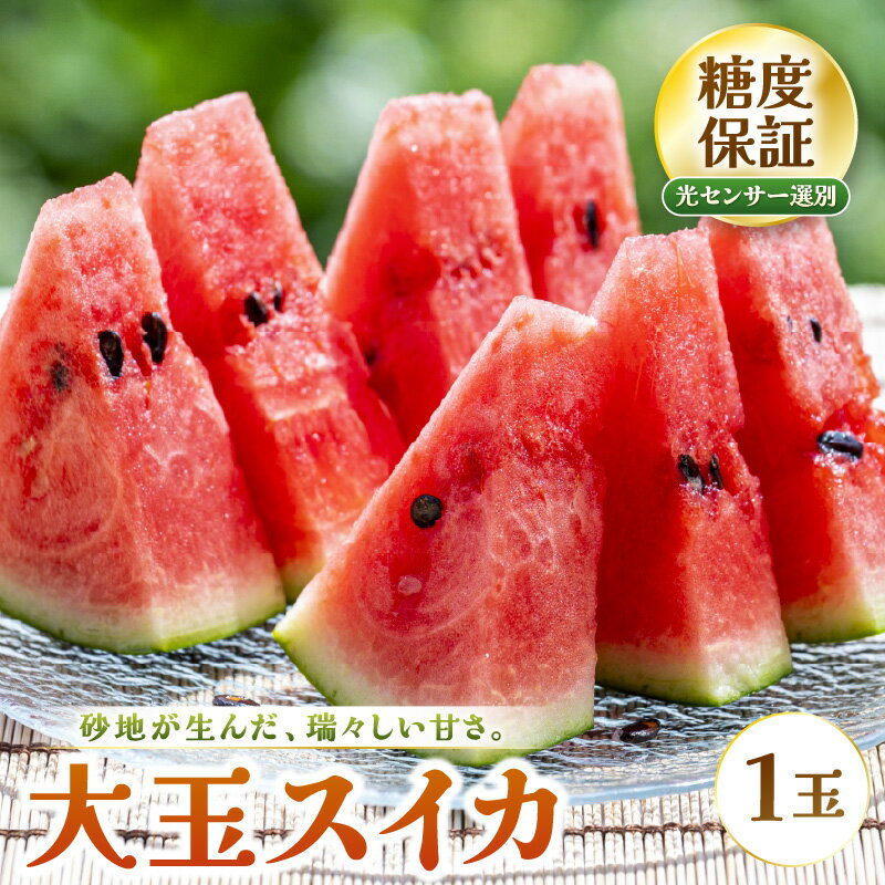 【ふるさと納税】【先行予約】 大玉スイカ (赤肉) 1玉 糖度11.5度以上 三里浜砂丘地産 糖度保証 【2027年6月上旬以降順次発送予定】 スイカ 西瓜 すいか デザート 果物 くだもの 夏 甘い ジューシー 旬の果物 産地直送