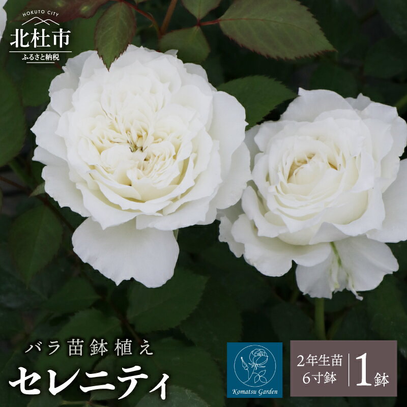 【ふるさと納税】 バラ 苗 1鉢 四季咲き 鉢植え 花 セレニティ 6寸鉢 2年生苗 ガーデニング 初心者 母の日 父の日 送料無料
