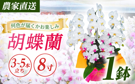 【3~5本立ち8寸】生産農家直送！胡蝶蘭 1鉢【足柄金太郎洋蘭園】開成町 胡蝶蘭 洋蘭 胡蝶蘭 蘭 お花 胡蝶蘭 生花 胡蝶蘭 鉢花 鉢 [BDAB011]