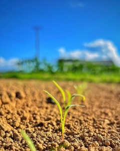 【先行予約】【3ヶ月連続定期便】ニンジンジュース  （1000ml×6本入り）＜2025年12月10日以降順次発送＞人参 にんじん 野菜　ジュース 飲料 長野県 信州【 ニンジン にんじん 人参 にん