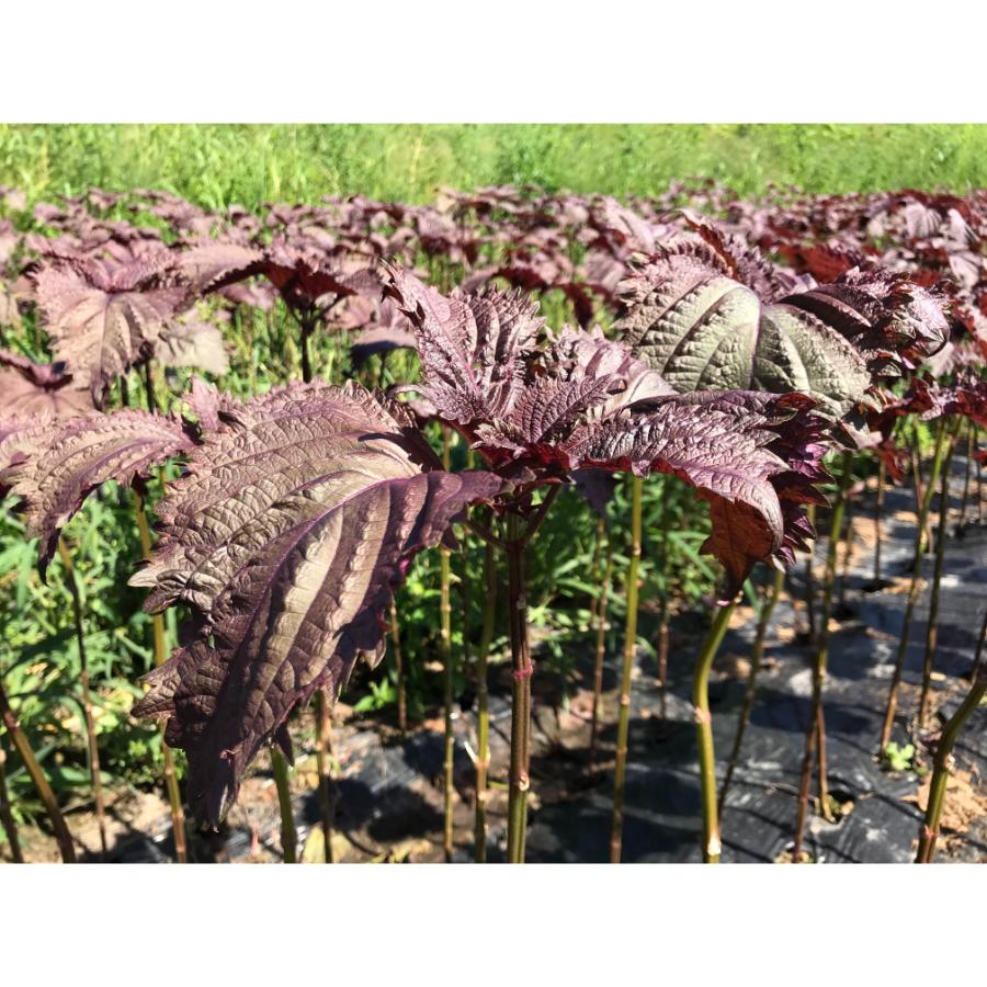 とうやの赤しそジュース＆アロニアジュース500ml×各1本セット