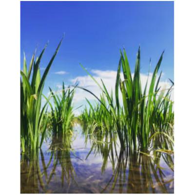 ふるさと納税 五泉市 【毎月定期便】特別栽培米コシヒカリ100%「南郷米」精米 6kg(2kg×3袋)全3回 |  | 02