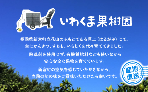 AA216.いわくま果樹園から直送品の温州みかん（約5kg）／2025年9月下旬～2026年1月下旬発送予定★予約分★