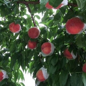 2025年先行受付　人気ゴールデン番組で話題沸騰!桃通が好む本場『硬甘桃』お試し約1kg8月上旬発送【配送不可地域：離島・北海道・沖縄県・中国・四国・九州】【1410778】