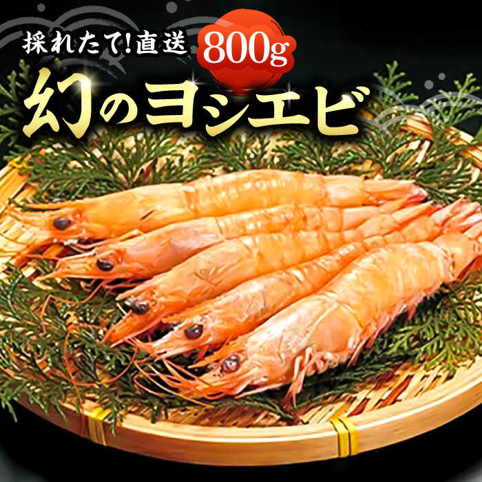 【ふるさと納税】【先行予約】幻の ヨシエビ 計800g 【2026年12月以降順次発送】《豊前市》【豊築漁業協同組合】[VAG012] エビ えび 海老 蝦 天ぷら エビフライ 塩焼き 塩ゆで 希少 海鮮 魚介 海産物 新鮮 旬 国産 産地直送 24000 24000円