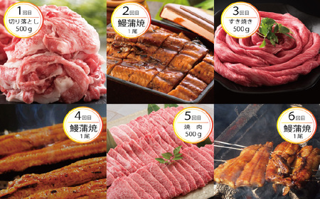 【定期便 6回コース】 蒲焼き鰻 と 肉の鉄板コース 定期便 【うなぎ＆若狭牛】【牛肉 牛 国産牛 国産 和牛 お肉 ブランド牛 焼肉 鰻のかば焼き ウナギ 黒毛和種 黒毛和牛 A4等級クラス 人気】