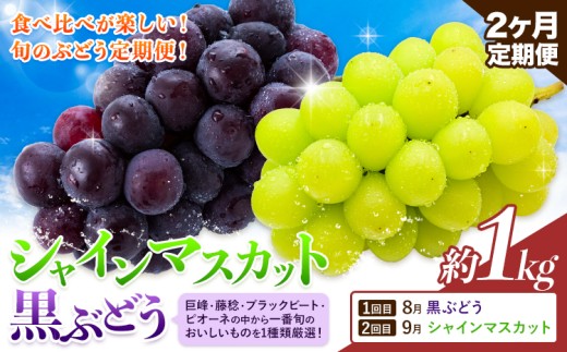 【先行予約】【2ヶ月定期便】黒ぶどう シャインマスカット 1kg マスカット フルーツ 果物 新鮮 《8月上旬-9月下旬頃出荷》熊本県 荒尾市産 目野果実直売所 巨峰 藤稔 ブラックビート ピオーネ　宝石　人気　おすすめ　葡萄