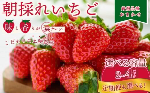 厳選いちご 2パック×3回発送 定期便 |  3ヶ月連続 定期便 苺 イチゴ 大粒 いちご 1月発送 2月発送 3月発送 4月発送 いばらキッス ひたち姫 やよいひめ フルーツ 茨城県産 新鮮 朝採れ 糖度 酸味 品種 ひたち姫 甘い 濃厚 旬 採れたて 旬 産地 直送 フレッシュ ベリー 果肉 健康 果物 デザート 贈り物 食べ比べ 定期便 人気 檜山いちご園 茨城県 常陸太田市