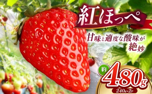 【 産地直送 】 紅ほっぺ 約480g （ 令和8年1月初旬～順次発送予定 ） ｜ 紅ほっぺ いちご イチゴ 苺 産地直送 年内発送 選べる内容量 旬の味覚 贈答用 冬限定 果物 スイーツ 山口県 平生町