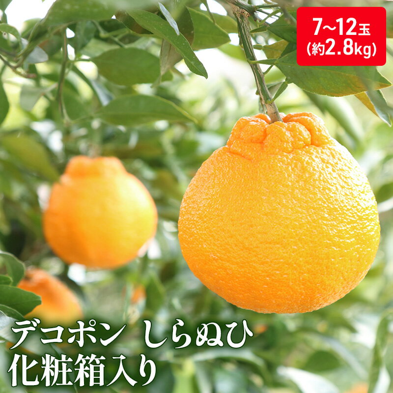 【ふるさと納税】ハウスデコポン（しらぬひ）化粧箱（約2.8kg）_デコポン 果物類 みかん 柑橘類 ミカン 蜜柑 くだもの 　お届け：2025年12月上旬～2026年3月上旬頃 ※状況によって期間通りお届けできない場合もあります。
