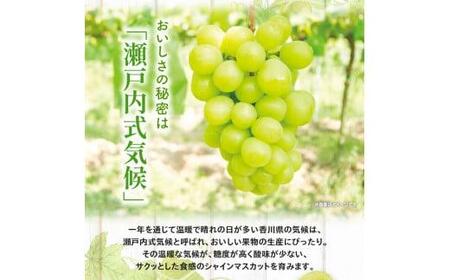 シャインマスカット 化粧箱 1房 ( 600g以上 ) 【2024年8月下旬～2024年9月下旬配送】 【T006-130】