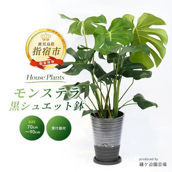2026年3月上旬～発送 モンステラ 70cm～90cm 黒シュエット鉢 鎌ヶ迫園芸場 IB086-012 観葉植物 観葉植物