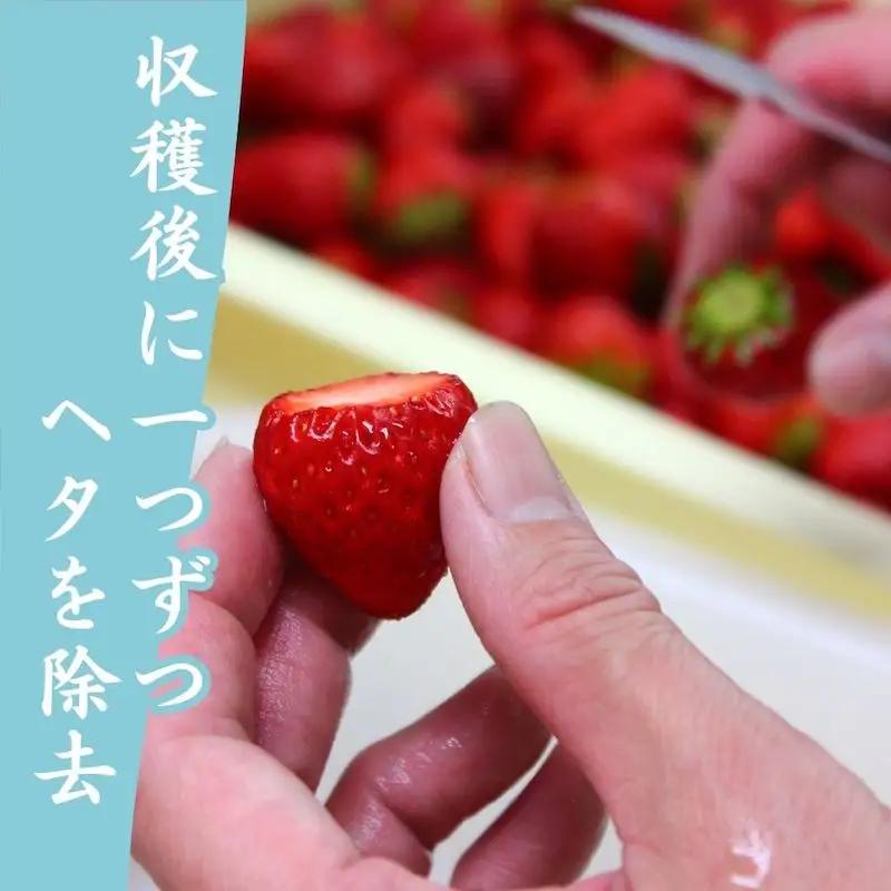 【先行予約_2026年発送】冷凍いちご  紅ほっぺ 2kg　　【 フローズン ストロベリー スムージー 苺 いちご 】
