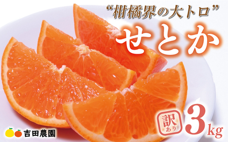 【先行予約】訳あり せとか 3kg みかん 柑橘 オレンジ フルーツ 愛媛 愛南 吉田農園