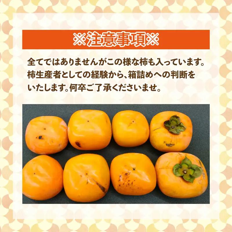 【先行予約】【訳あり】【2026年10月下旬～11月中旬に発送予定】甘みすっきり！あわらのたねなし柿 約3.5kg（18個入）（ご家庭用）／ 果物 フルーツ 産地直送 期間限定 ※2026年10月下旬