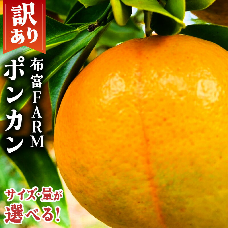 【ふるさと納税】 ＜先行予約＞選べる 訳あり ポンカン＜5〜10kg＞ NT1-7 国産 東洋町産 訳アリ オレンジ 果物 フルーツ 甘い 酸味 ジューシー ミカン 蜜柑 高知県 四国 布富FARM お取り寄せ 家庭用 自宅用 大容量 送料無料 産地直送