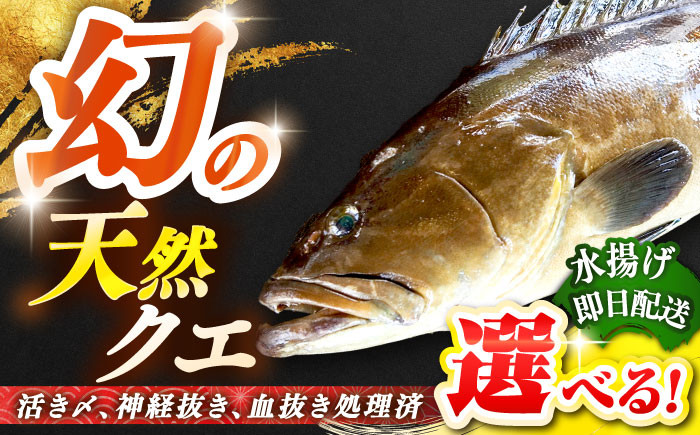
壱岐島産天然クエ 80000 80000円 8万円
