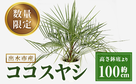 i906 ＜毎月数量限定＞ココスヤシ(鉢底より高さ約100cm) 【kurk PLANT LEATHER】