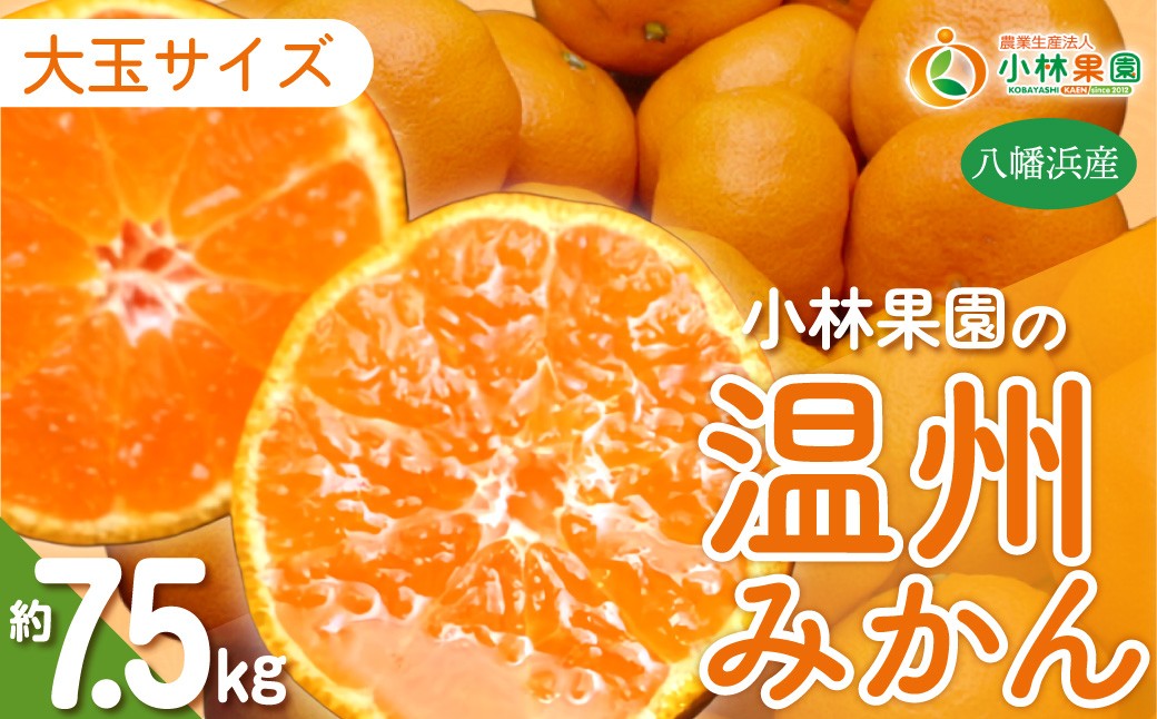 
                  【先行受付】小林果園の温州みかん 約7.5kg　大玉サイズ【C24-33】 YWTAD024
                