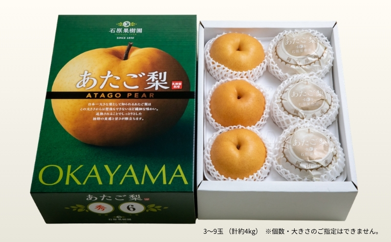 梨 あたご梨 先行予約 4kg 3-9玉 化粧贈答箱 赤秀 岡山県産 | あたご梨 愛宕梨 梨 特選品 上級品 贈り物 果物 くだもの フルーツ 和梨 石原果樹園 【ishk012-01】