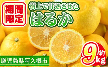 ＜先行予約受付中！2026年2月上旬以降順次発送予定＞数量限定！鹿児島県産 はるか(約9kg) 国産 柑橘 果物 果実 くだもの フルーツ 旬 デザート 期間限定 数量限定 鹿児島県産 阿久根市産 樹上完熟 ノーワックス【三笠農業生産】akn051-02