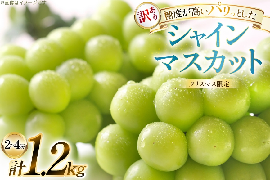
                  【クリスマスまでの限定発送】 シャインマスカット 訳あり 2～4房 1.2kg [田制農園 山形県 高畠町 tk06ayt230002] ぶどう ブドウ 葡萄 マスカット フルーツ 果物 くだもの 産地直送 農家直送
                