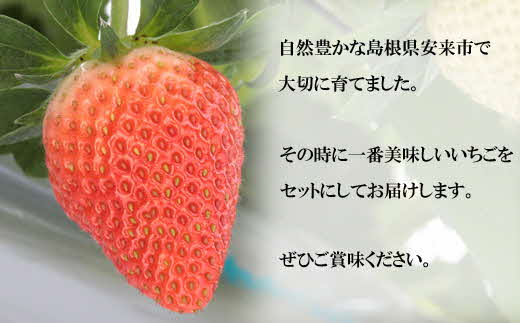  農場長厳選の美味しいいちご 400g【200g×2パック 苺 詰め合わせ 島根県 安来市産】