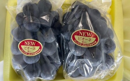 岡山県産 ニューピオーネ 4房 （1房480g以上） 約2kg 【2026年8月下旬-10月上旬迄発送予定】 ／ 葡萄 ぶどう 果物 果実 フルーツ 種なし 岡山県 美咲町 冷蔵