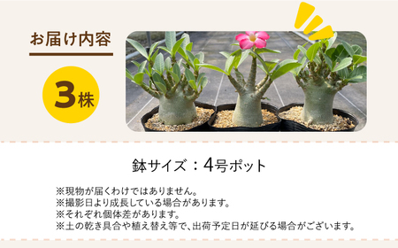 Adenium arabicum アデニウム アラビカム 3株 長与町/アグリューム[EAI158] 