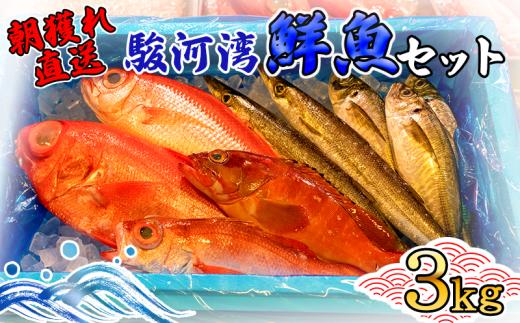 天然 旬の鮮魚セット 3kg 鮮魚ボックス 程度 沼津港 朝獲れ直送