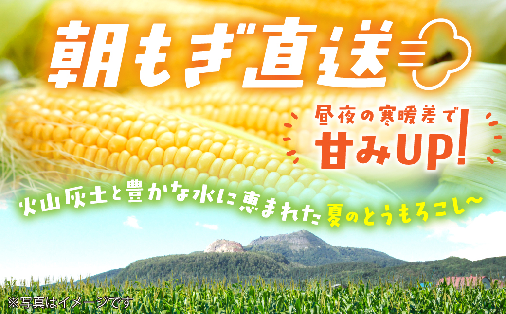 ＜2026年8月初旬よりお届け＞約5kg！北海道壮瞥産とうもろこし（恵味）【Ｌ〜2Lサイズ 11〜13本】 SBTP002
