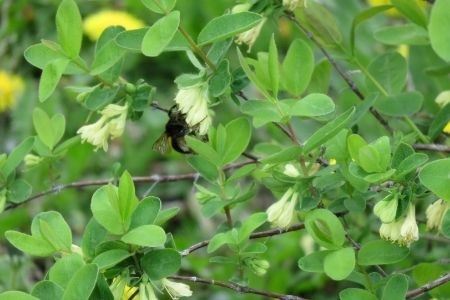 びえいハスカップファーム　ﾊｽｶｯﾌﾟｼﾞｬﾑとﾌﾞﾙｰﾍﾞﾘｰｼﾞｬﾑ、ﾊｽｶｯﾌﾟｿｰｽのセット[012-73]