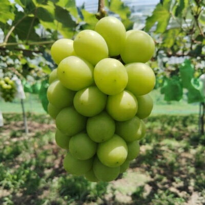 【ふるさと納税】先行予約　岡山産　完熟シャインマスカット　2房　1キロ以上【配送不可地域：離島】【1712293】