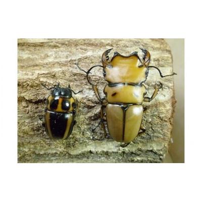 ふるさと納税 猪名川町 メンガタクワガタ(メンガタメリー)成虫ペア